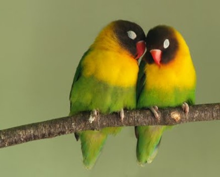 cute love birds
